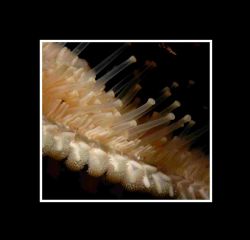 Hi, UK spiney starfish taken using D70 ...... by Malcolm Nimmo 